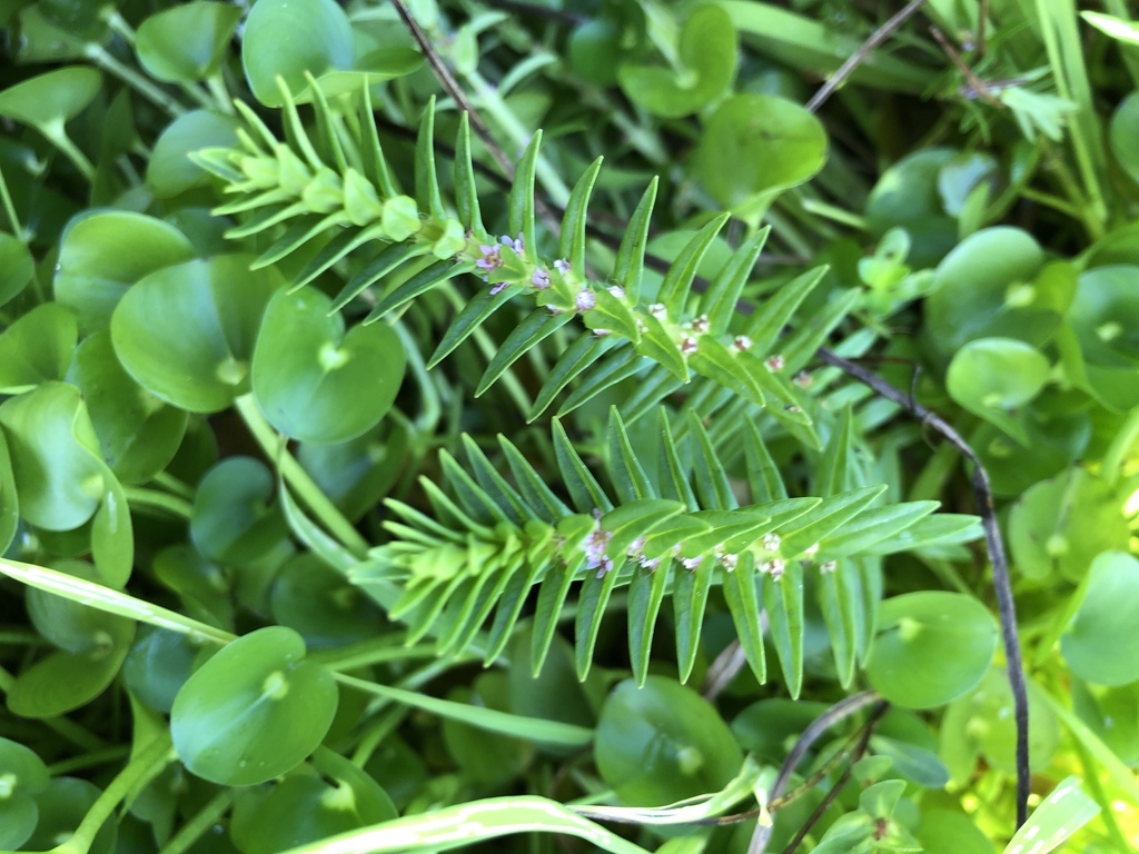 Rotala densiflora (Rotala densiflora)