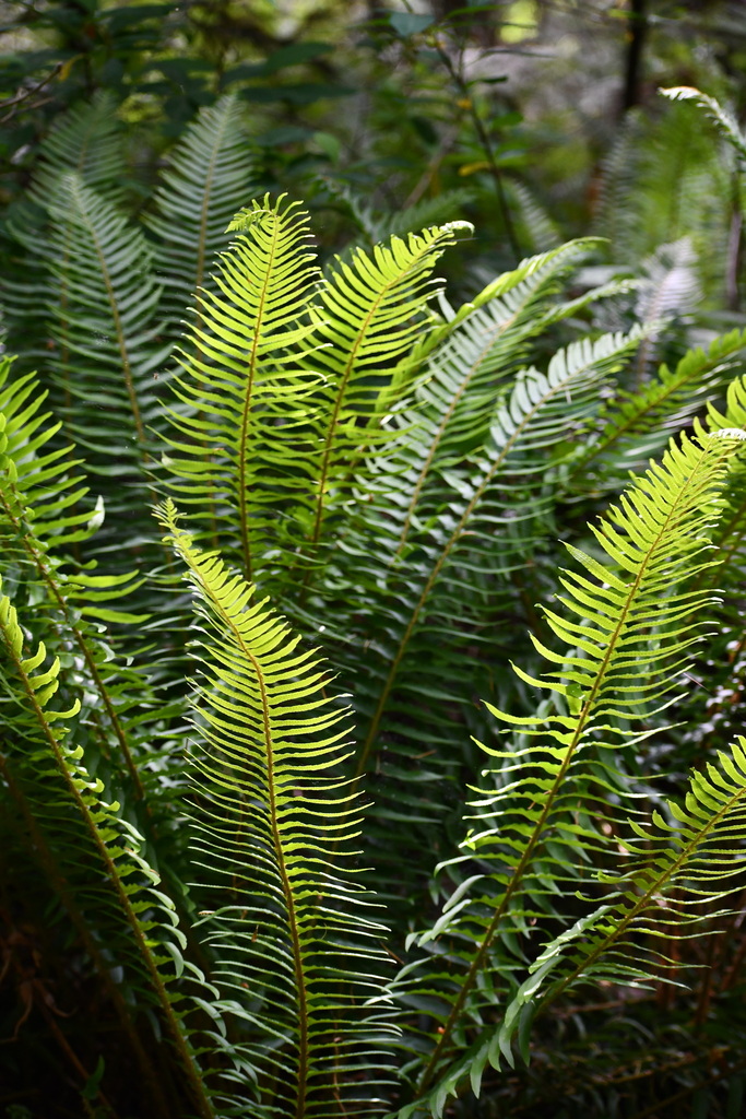 Fern Riffle western sword fern from Cultus Lake, BC, Canada on May 27, 2023 at 09: ...