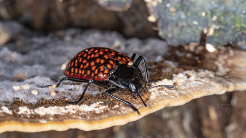 Erotylus