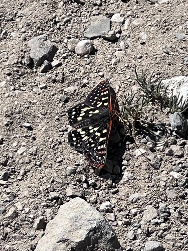 iNaturalist observation photo of Variable Checkerspot