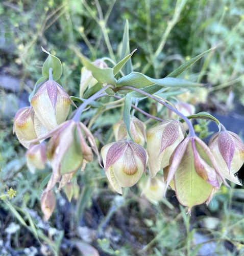 iNaturalist observation photo of White Globe Lily