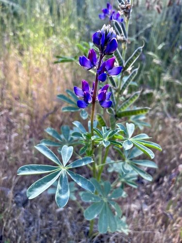 iNaturalist observation photo of arroyo lupine