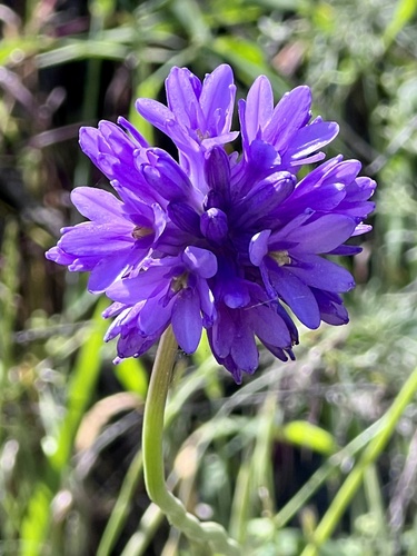 iNaturalist observation photo of Ookow