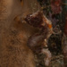 Observation photo
