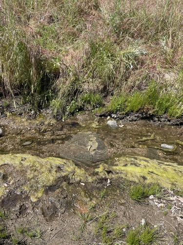 iNaturalist observation photo of Tiger Swallowtails and Allies