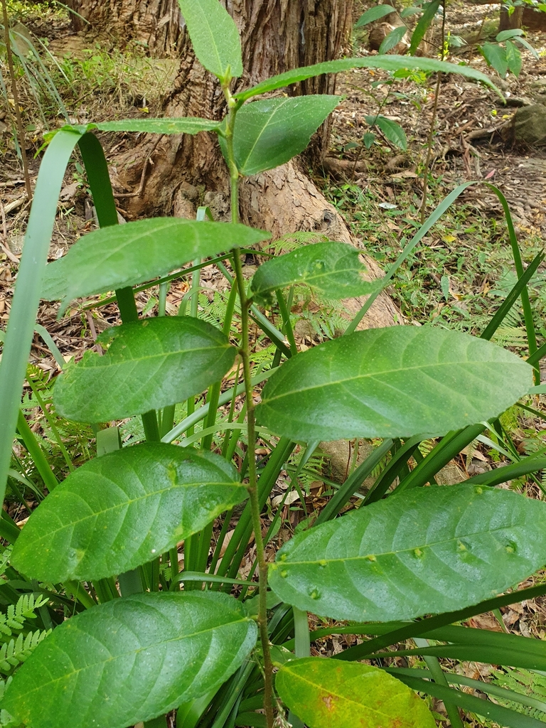 Creek Sandpaper Fig From Beecroft Nsw 2119, Australia On May 28, 2023 