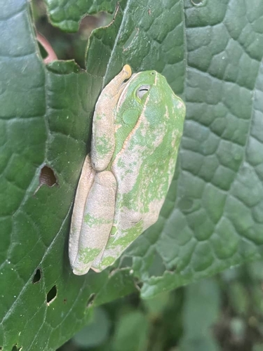 Christy's Tree Frog