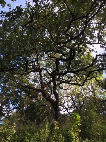 Quercus elliptica