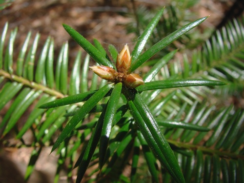 Florida torreya