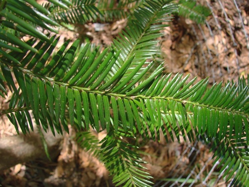 Florida torreya