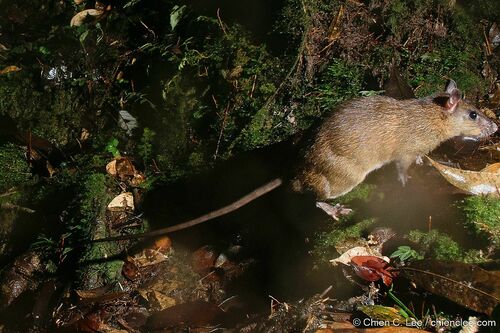Dark-tailed Tree Rat (Niviventer cremoriventer) — Least Concern Mammalia