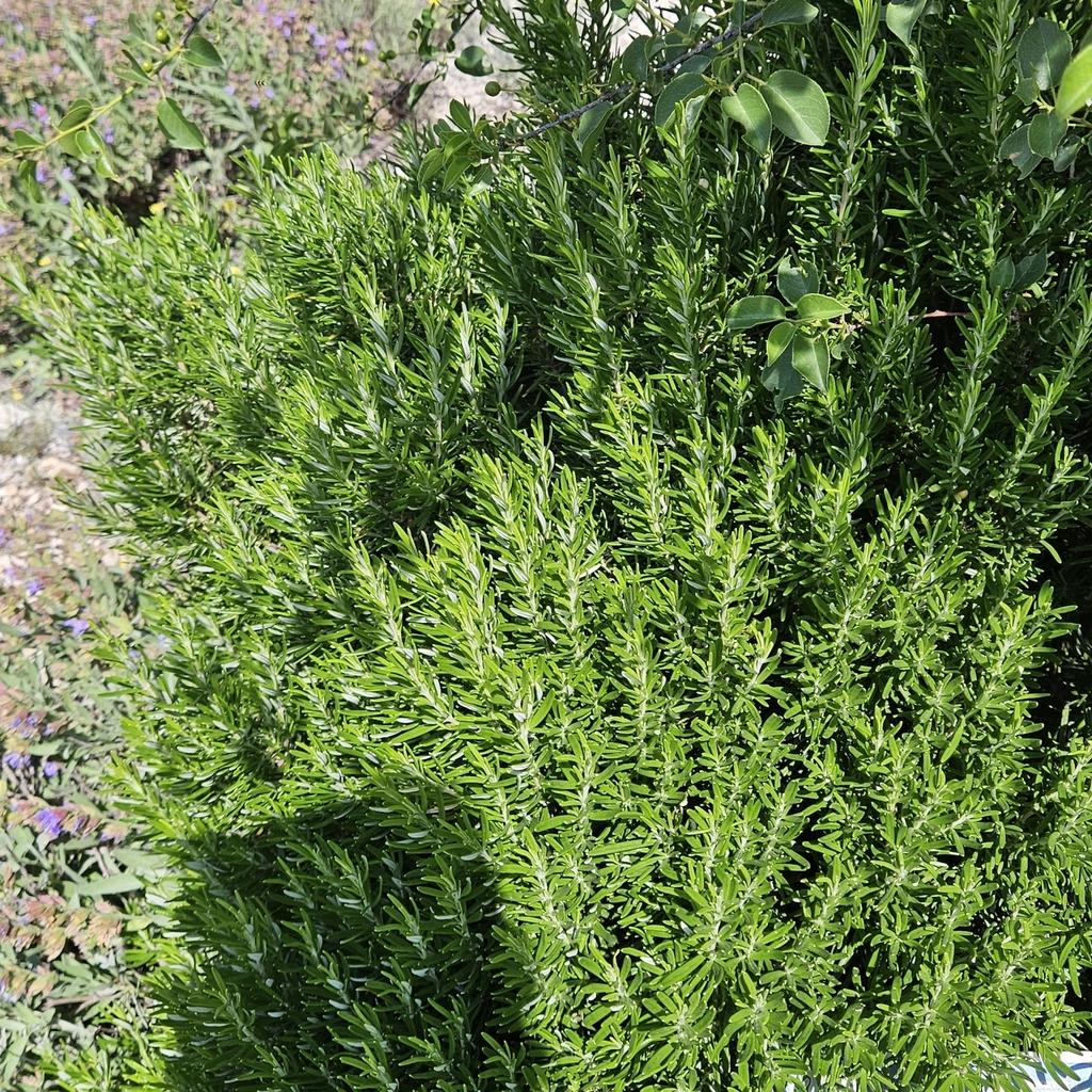 Rosemary From Rada inovci 98 A 23422 Rado inovci Croatia On May 28 