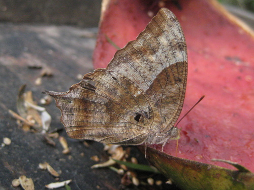Pale-spotted Leafwing