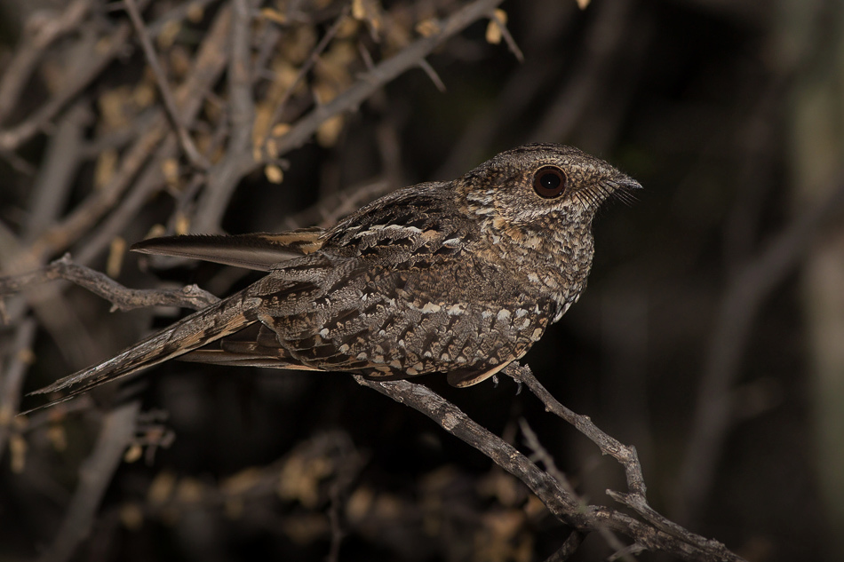 Scissor-tailed Nightjar (Hydropsalis torquata) photo