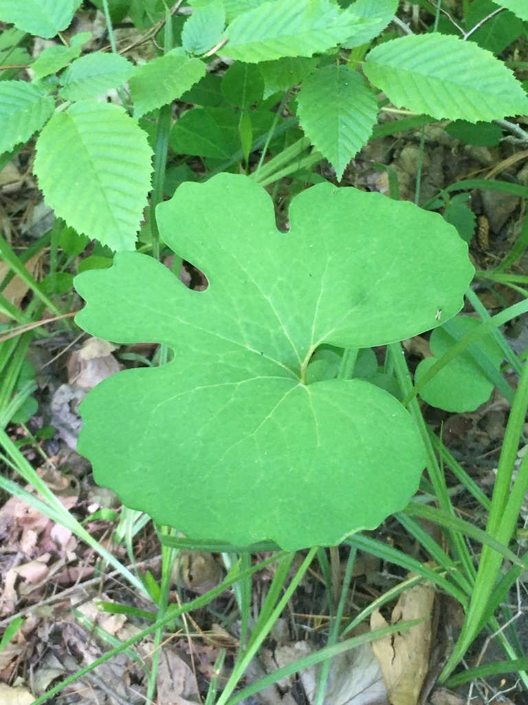 bloodroot from Delmar, Delmar, NY, US on May 28, 2023 at 10:59 AM by ...