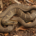 Common Watersnake - Photo (c) captainjack0000, all rights reserved, uploaded by captainjack0000