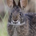 Lower Keys Marsh Rabbit - Photo (c) Chad Anderson, all rights reserved, uploaded by Chad Anderson