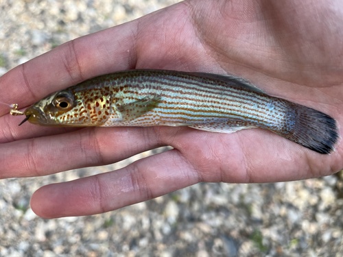 Ouachita Studfish