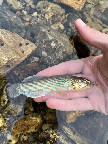 Ouachita Studfish