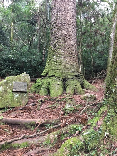 Paraná Araucaria