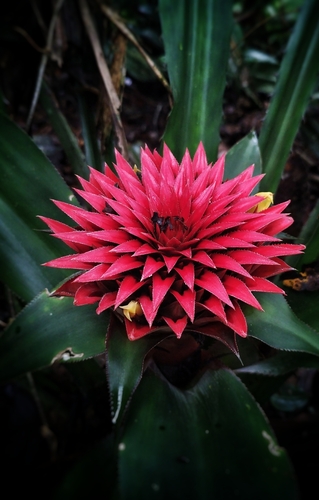 Aechmea rubiginosa thumbnail