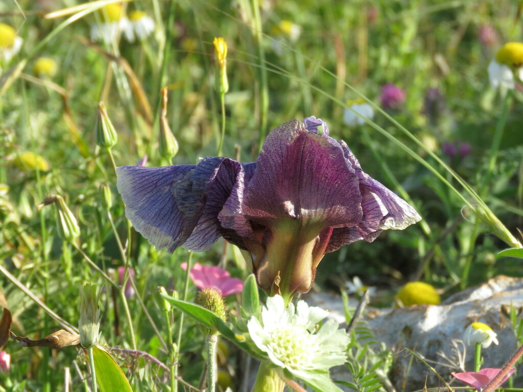 Iris haynei in April 2023 by Yair ben perets · iNaturalist