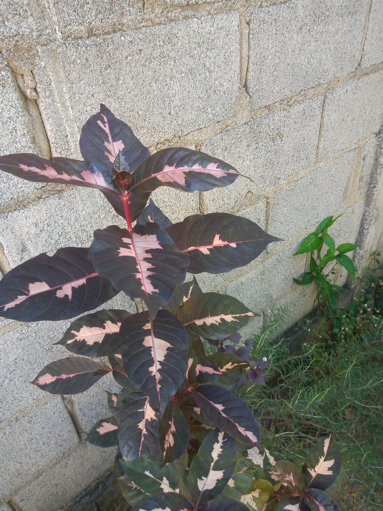 Caricature-plant (Graptophyllum pictum)  iNaturalist