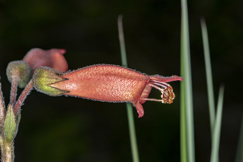 Sinningia elatior