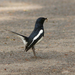Sri Lankan Magpie-Robin - Photo (c) David Beadle, all rights reserved, uploaded by David Beadle