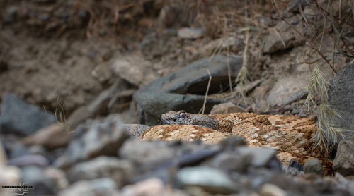 Panamint Rattlesnake