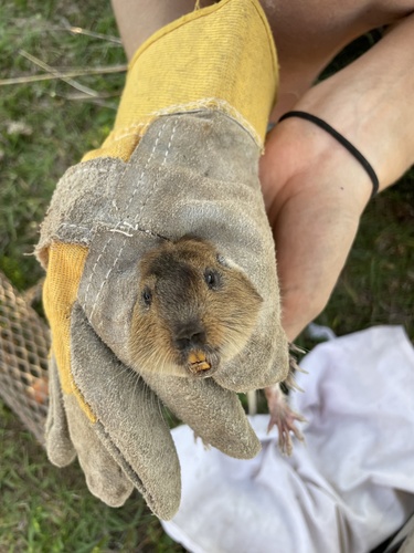 Pilar Tuco-tuco (Ctenomys pilarensis) — Endangered Mammalia