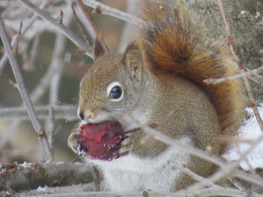 Southern Flying Squirrel (Camera Trap Field Guide) · iNaturalist