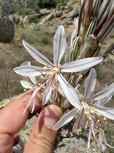 Asphodeline damascena