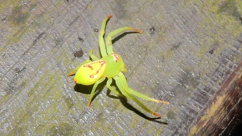 Loxobates daitoensis