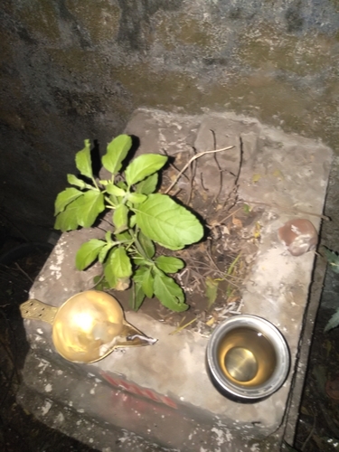 Holy Basil