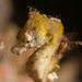 Observation photo