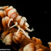 Zanzibar Whip Coral Shrimp - Photo (c) Tim Cameron, all rights reserved, uploaded by Tim Cameron