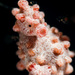 Observation photo