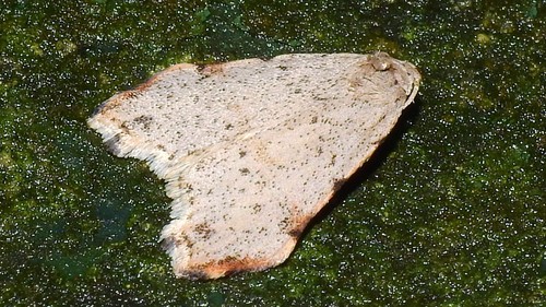 Oxacme cretacea Hampson, 1914