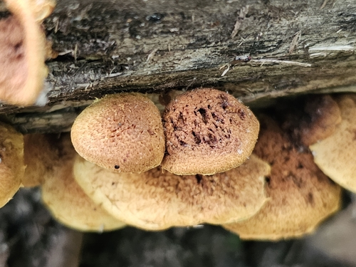 Pholiota