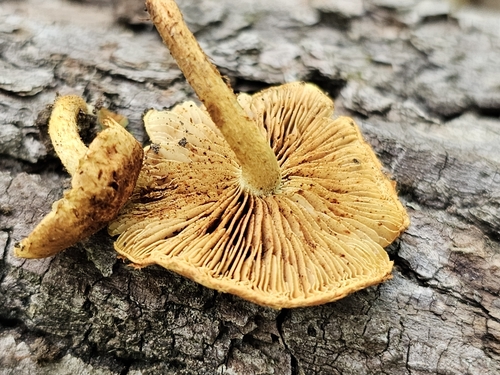 Pholiota (Photo 2 of 6)