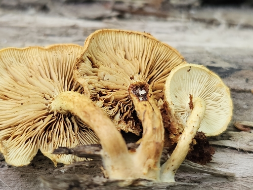 Pholiota (Photo 3 of 6)
