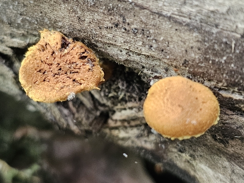 Pholiota (Photo 4 of 6)