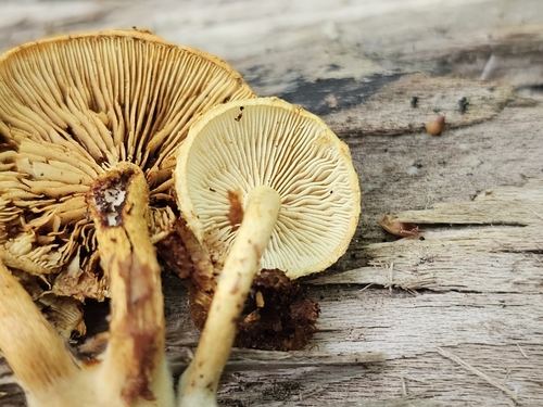 Pholiota (Photo 5 of 6)