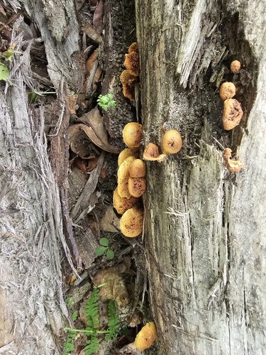 Pholiota (Photo 6 of 6)