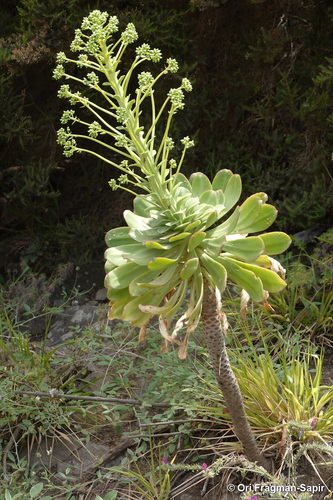 Aeonium urbicum (C.Sm. ex Hornem.) Webb & Berthel.