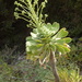 Aeonium urbicum - Photo (c) Ori Fragman-Sapir, כל הזכויות שמורות, הועלה על ידי Ori Fragman-Sapir
