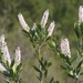 Cliftonia monophylla - Photo (c) Steven Daniel, όλα τα δικαιώματα διατηρούνται, uploaded by Steven Daniel