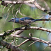 Florida Scrub-Jay - Photo (c) Arthur Windsor, all rights reserved
