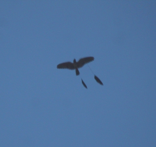 Standard-winged Nightjar